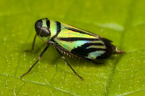 Stirellus bicolor